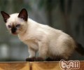 伯曼猫的喂养要求有哪些