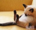 伯曼猫怎么维护