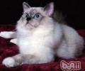 伯曼猫的性格特点怎么