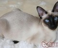 伯曼猫的形状特征是怎样的
