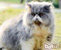 波斯猫的喂养要求有哪些