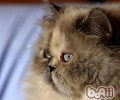 波斯猫的几个维护关键