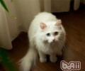 波斯猫的性格特点怎么