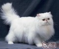 波斯猫的形状特征是什么样的