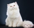 波斯猫种类简介
