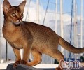 阿比西尼亚猫的喂养要求