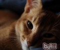 阿比西尼亚猫的维护