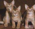 阿比西尼亚猫的性格特点