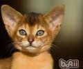 阿比西尼亚猫的形状特征怎么