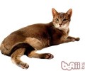 阿比西尼亚猫种类简介
