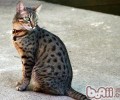 埃及猫的喂养要求