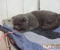 猫咪喝水有学识