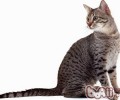 埃及猫的维护常识