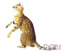 埃及猫的性格特点怎么