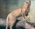 埃及猫的形状特征