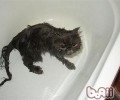 给猫咪洗澡的七个留意与十个过程