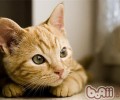 猫咪之间的沟通是怎样进行的？