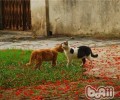 怎么让两只猫咪和平相处