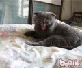 被猫咪咬伤怎样急救