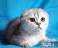 猫咪为什么不喜欢洗澡