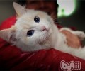 猫咪喜爱钻被窝怎么办
