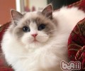 布偶猫维护注意事项