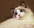 布偶猫的性格特点