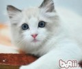布偶猫种类简介