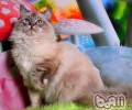 布偶猫的喂养要求有哪些