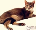 猫咪的饮食忌讳