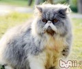 为宠物猫咪护眼心得