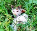 给宠物猫护理毛发的技巧
