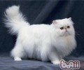 怎么选购波斯猫