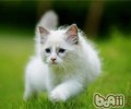 猫咪的13个小秘密