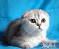 给猫咪清洁耳朵的正确办法