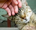 怎样与猫咪接近
