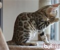 猫咪为什么爱清洁
