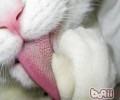 猫吃鱼也会有害处？