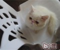 怎么去除猫咪身上难闻的气味