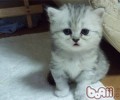 给猫咪洗澡六过程
