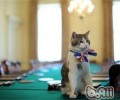接近受伤小猫咪的四个过程