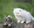 猫咪的脚毛需求定时修剪