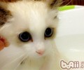 猫咪洗澡进程影响毛发