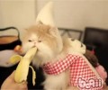 猫咪不可以喂狗粮