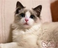 养殖布偶猫需求留意哪些问题