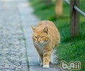 猫咪会将猎物带回来当礼物吗