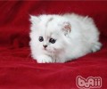 猫咪喜爱打呼噜的原因