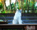 夏天猫咪易患哪些疾病