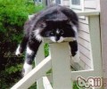 【测验】猫咪对你的信赖程度