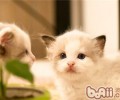 新手养猫需求预备哪些东西